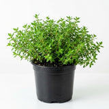 Live Thyme Plant, Indoor Outdoor Herb Plant, 5-8 Inch Tall