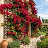 2 Double Red Bougainvillea Live Plants, Vine Plant, 4-6 Inch Tall
