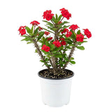 Live Red Crown of Thorns Plant 4 Inch Pot