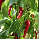 Hot Red Pepper Plant Live 4" Pot, 3–6" Tall, 2 Plant Per Pot