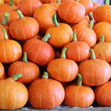 Live Pumpkin Plant, Pumpkin Plant Live 4-7" Tall