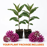 2 Purple Milkweed Live Plants, 3-6 Inch Tall
