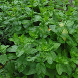 Strawberry Mint Live Plant, 3–5 Inch Tall