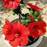 4 Red Hibiscus Plants Live, Flower Bush, 4-8 Inch Tall