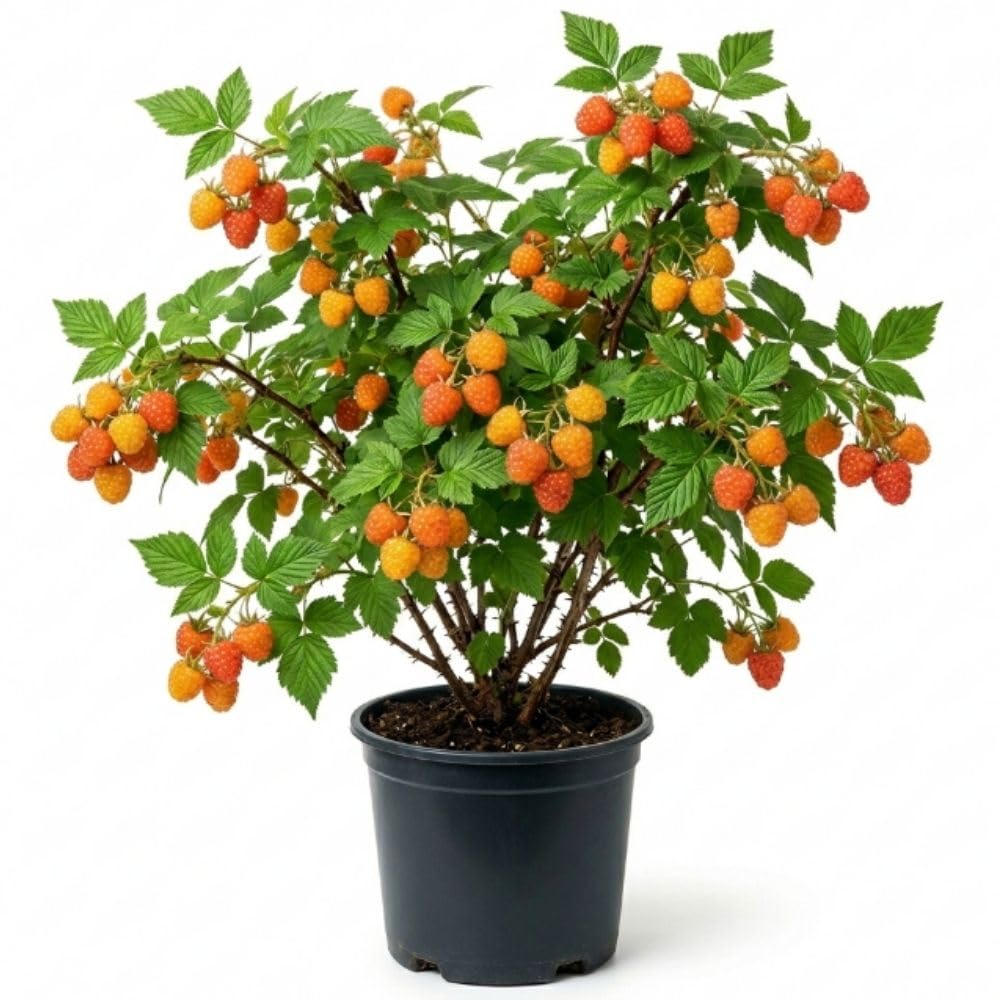 Yellow Salmonberry Plant Live, Berry Bush Plant, 6-8 Inch Tall, 5 Inch Pot