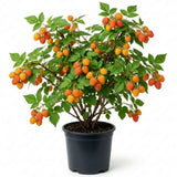 Yellow Salmonberry Plant Live, Berry Bush Plant, 6-8 Inch Tall, 5 Inch Pot