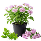 2 Citronella Live Plants, Fragrant Herb Plant, 4-7 Inch Tall, 4 Inch Pot