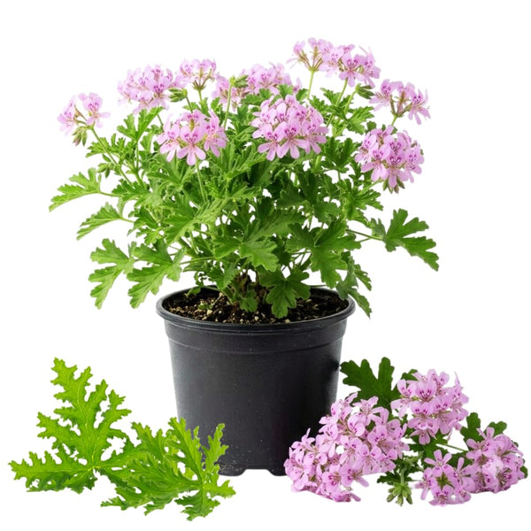 2 Citronella Live Plants, Fragrant Herb Plant, 4-7 Inch Tall, 4 Inch Pot