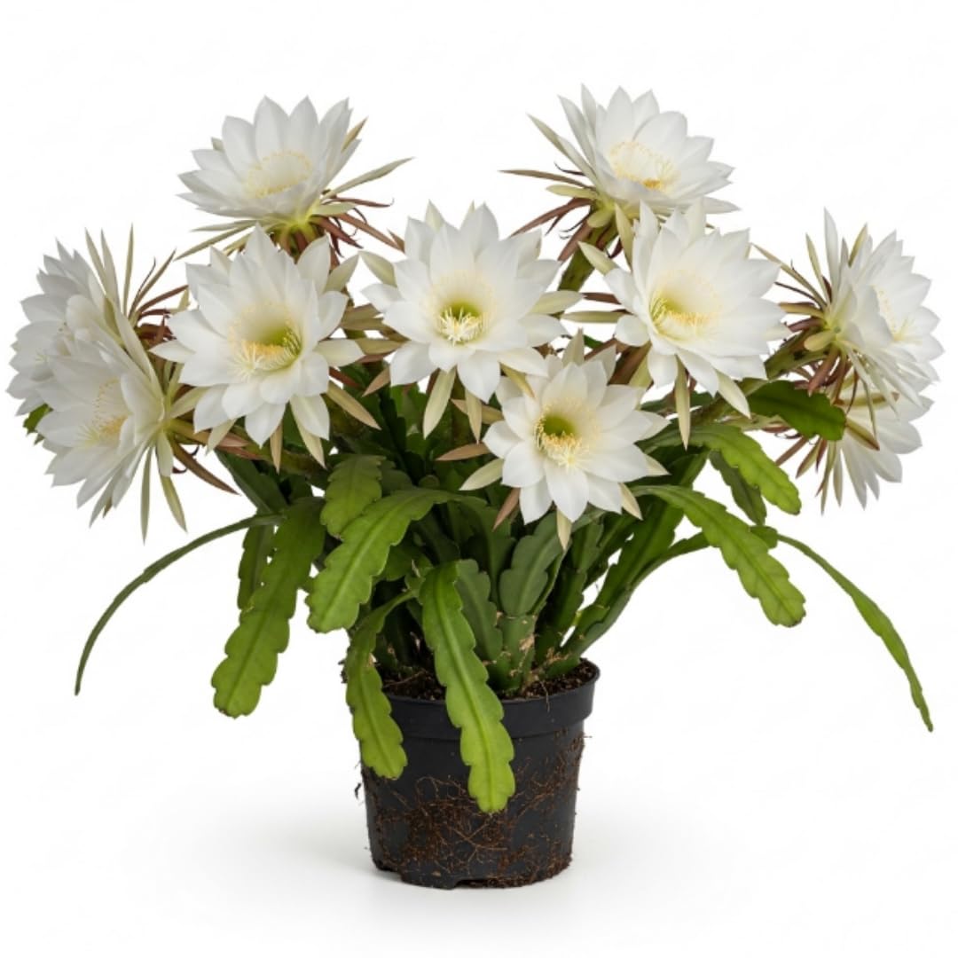 Epiphyllum Orchid Cactus Succulent Live Plant, 4-6 Inch Tall, 4 Inch Pot