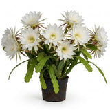 Epiphyllum Orchid Cactus Succulent Live Plant, 4-6 Inch Tall, 4 Inch Pot