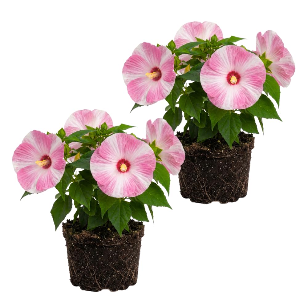 2 White Hibiscus Bushes Live Plants, Vibrant Bloom Plant, 7-9 Inch Tall