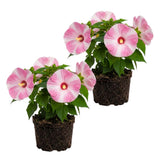 2 White Hibiscus Bushes Live Plants, Vibrant Bloom Plant, 7-9 Inch Tall