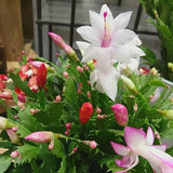 2 Random Christmas Cactus Live Plants, Holiday Cactus, 4-6 Inch Tall