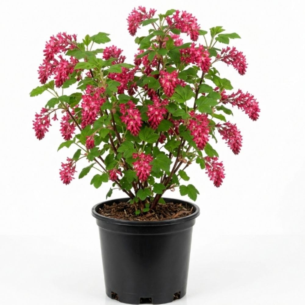 Pink Currant Live Plant, Berry Shrub, 6-10 Inch Tall, 4 Inch Pot