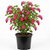 Pink Currant Live Plant, Berry Shrub, 6-10 Inch Tall, 4 Inch Pot