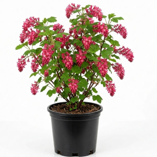 Pink Currant Live Plant, Berry Shrub, 6-10 Inch Tall, 4 Inch Pot