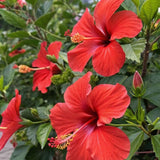 Pack 2 Red Hibiscus Plant 4-7 Inch Tall