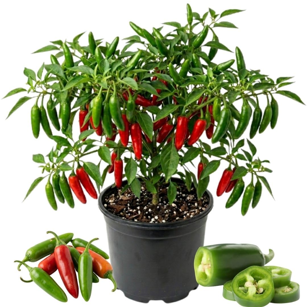 Green Serrano Pepper Plants Live, Seedling Plant, 4-7 Inch Tall, 4 Inch Pot