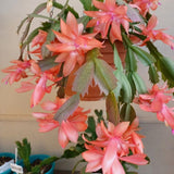 Salmon Christmas Cactus Live Plant, 4-6 Inch Tall