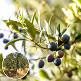 2 Arbequina Olive Live Plants, Fruit Tree, 4-6 Inch Tall