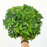 Green Shamrock Oxalis Live Plant, Rare Indoor Houseplant, 5-7 Inch Tall