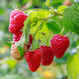 2 Red Raspberry Live Plants, Berry Bush Plant, 4-6 Inch Tall, 4 Inch Pot