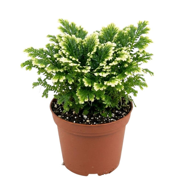 White Green Fern Live Plant in 2 Inch Pot