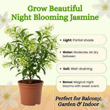 Night Blooming Jasmine Plant Live 4-6" Tall