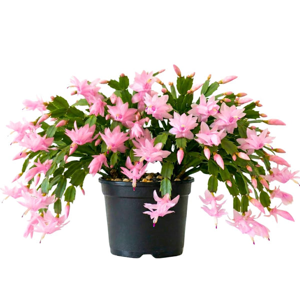 Light Pink Christmas Holiday Cactus Plant Live, Indoor Plant