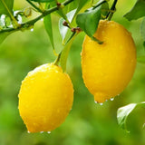 Meyer Lemon Tree, Starter Plant, 1-2 Ft Tall, 1 Gallon Pot