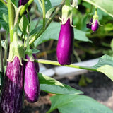 Eggplant Plant Live in 4 Inch Pot