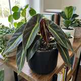 Begonia Live Plant, Foliage Plant, 4-6 Inch Tall, 4 Inch Pot