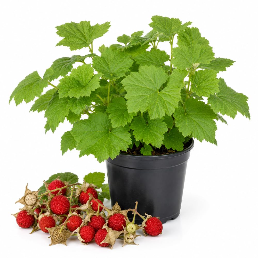 Red Live Thimbleberry Plant, Berry Fruit Plant, 3-5 Inch Tall, 5 Inch Pot