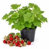 Red Live Thimbleberry Plant, Berry Fruit Plant, 3-5 Inch Tall, 5 Inch Pot