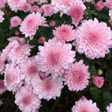 2 Pink Chrysanthemum Live Plants - 3-6 Inch Tall