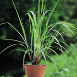 4 Lemongrass Plants Live, Herb Stalks Plant