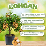 Longan Tree Plant Live, Well-Rooted Fruit Tree, 8-10 Inch Tall, 4 Inch Pot
