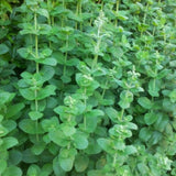 Apple Mint Live Plant, 3–5 Inch Tall