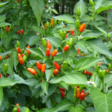 Red Chile Pequin Pepper Live Plant, Chili Plant, 4-7 Inch Tall, 4 Inch Pot