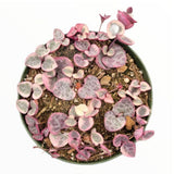 Variegated String of Hearts in 4 Inch Pot