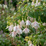 White Fuchsia Live Plant, 4-8 Inch Tall in 5 Inch Pot, Fushsia Flower Plant