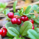 Cranberry Hibiscus Flower Live Plant, Outdoor Garden Plant, 3-5 Inch Tall