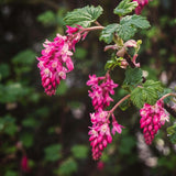 Pink Currant Bush Live Plant, Berry Shrub, 6-10 Inch Tall, 4 Inch Pot
