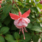 Light Pink Fuchsia Live Plant, Vibrant Plant, 4-8 Inch Tall in 5 Inch Pot