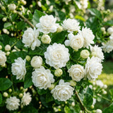 Arabian Jasmine Vine Live Plant, Flower Vine, 8-10 Inch Tall, 3.5 Inch Pot