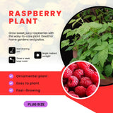 3 Golden Yellow Live Raspberry Plants, 3-5 Inch Tall