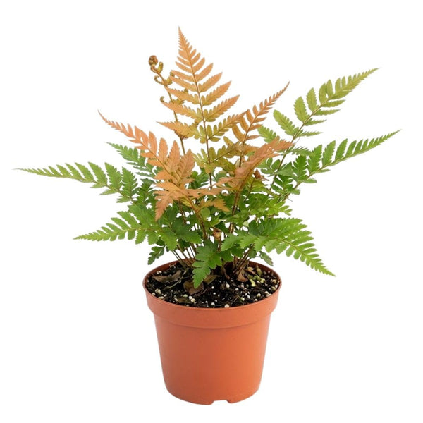 Autumn Fern Live Plant in 2 Inch Pot, Fern Plant 3-5" Tall