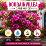 2 Pink Bougainvillea Live Plants, Blooming Climbing Plant, 4-7 Inch Tall