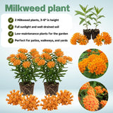 2 Orange Milkweed Live Plants, 3-6 Inch Tall