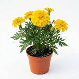 Yellow African Marigold Live Plant 4" Pot